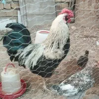 خروس اصل محلی ریشی گلین