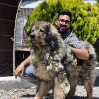 قفقازی کیفیت بالاتر از تصور