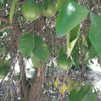 اجاره باغ میوه