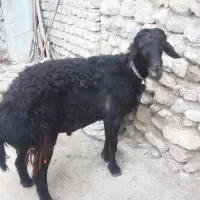 گوسفند