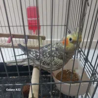 پرنده ، عروس هلندی