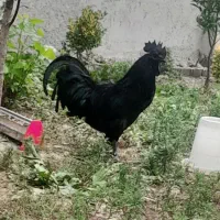 ایام سمانی f1 گرید A