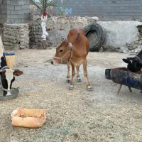 فروش چند راس گوساله جنس خوب