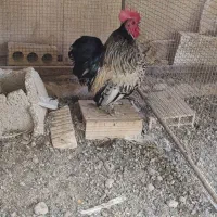 فروش خروس دو ساله