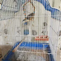عروس هلندی و قناری