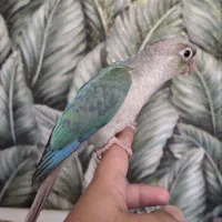 پرنده