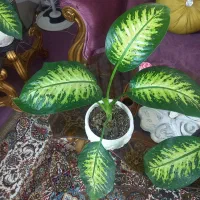 گل و گیاه آپارتمانی دیفین هدیه