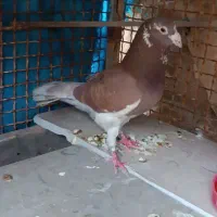 کفتر|پرنده|سیمکان, |دیوار