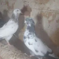 کبوتر