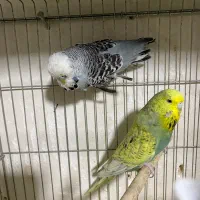 مرغ عشق انگلیسی گرید a