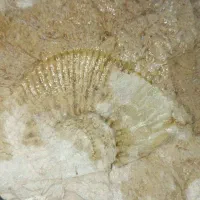 فسیل بسیار قدیمی