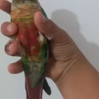 گرینچیک سخنگو