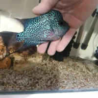 فلاور وارداتی خاص