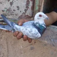 جفت سوسکی نروماده  تخم جوجه خاطر جمع زاد درست