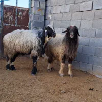 ۲راس شیشک قوچ سالار