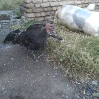 فروش  بوقلمون  مرغ جوجه