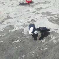 آق قویروغ جفت