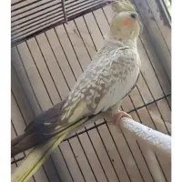 پرنده