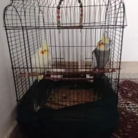 معاوضه یک جفت عروس هلندی با ملنگو