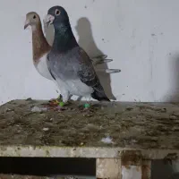 کبوتر طاووسی