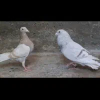 پلاکی و رنگی