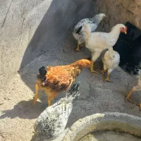 مرغ