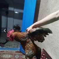 خروس محلی
