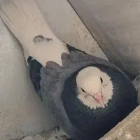 ماده
