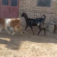 سه عدد بز