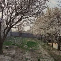فروش فوری باغ کشاورزی با درختان زیر بار