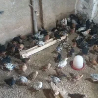 جوجه مرغ بومی اصلاح نژاد تخم گذار