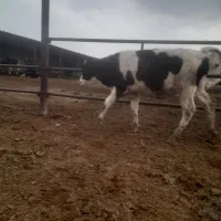 گاو