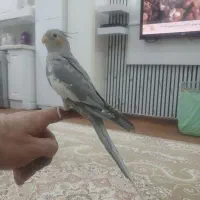 عروس هلندی