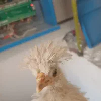 جوجه مرغ وخروس خارجی  بلژیکی