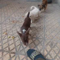 فروش