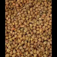 نخود زرد اعلا ، کشت خودم