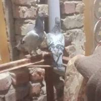 انواع کبوتر هراج