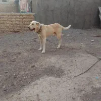 سگ گله دهن پاک گوسفندی