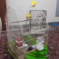 یک جفت کوتوله برزیلی