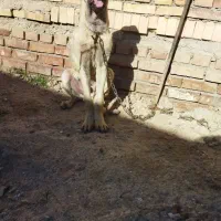توله سرابی