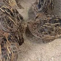 بلدرچین ۵عدد