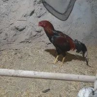 خروس لاری