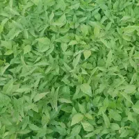 فروش نهال گو جه
