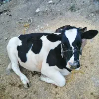گوساله