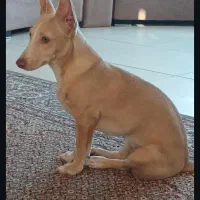 سگ نگهبان