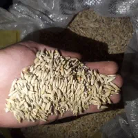 جو دیم محلی