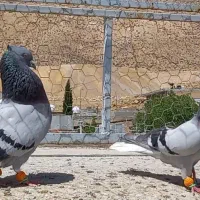 فروش کبوتر دم سفید
