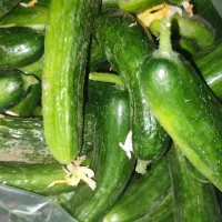 خیار بوته ای قوچان