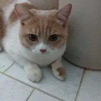 گربه اسکاتیش پرشین