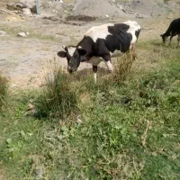 گاو رسمی